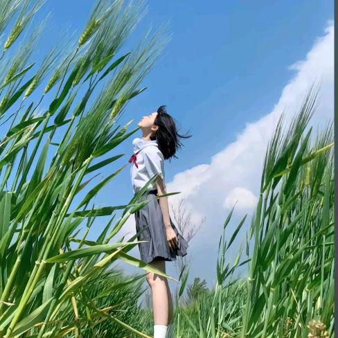 呆崽