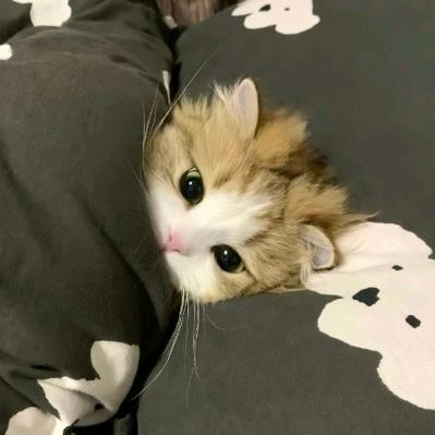 椰子蟹