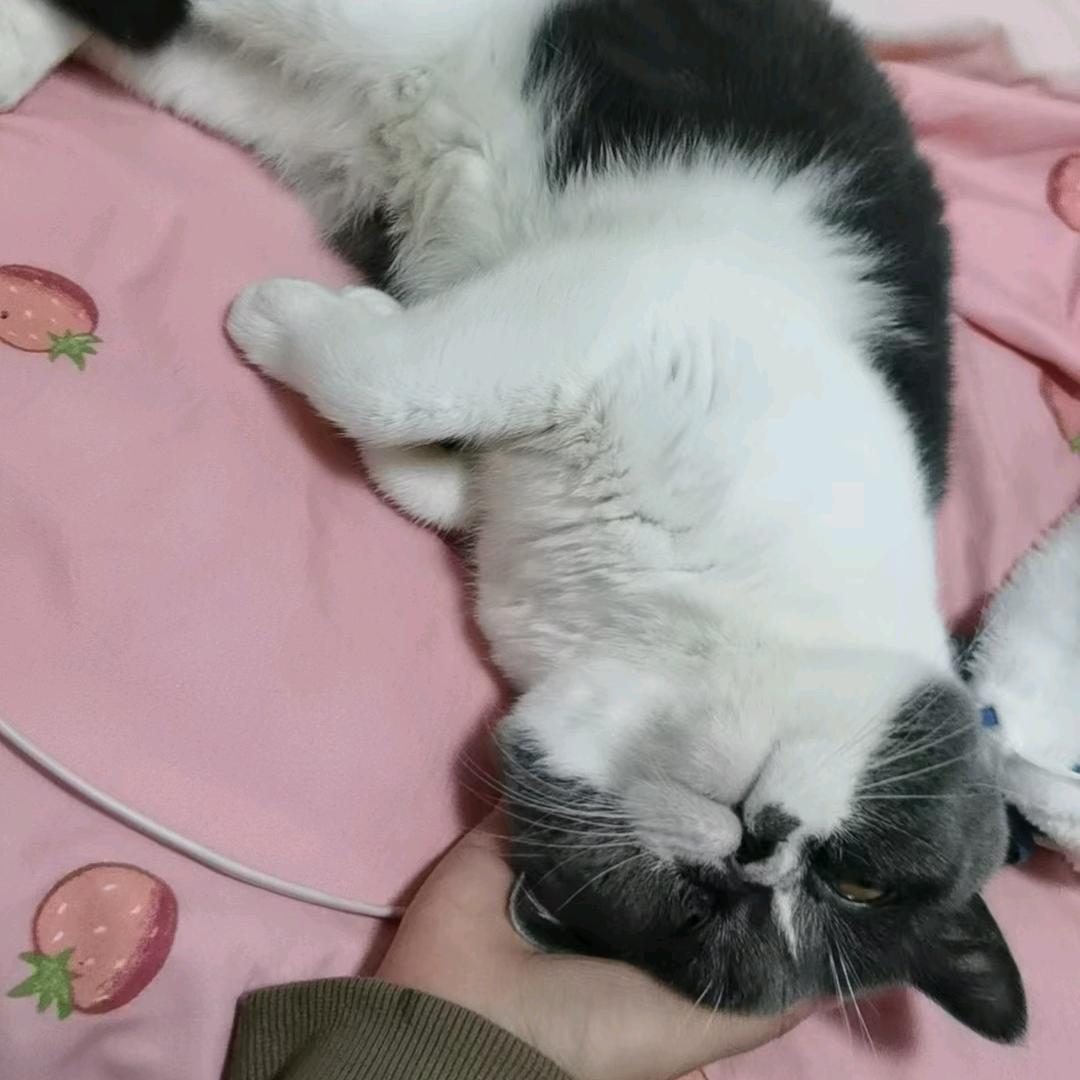啊哦