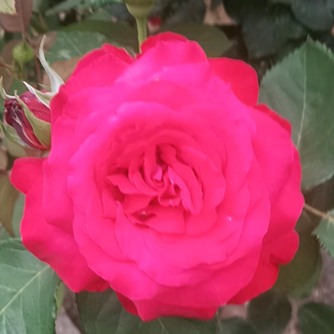 梁政学567
