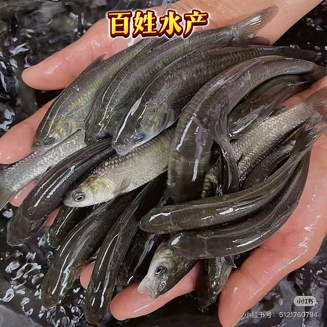 麒麟百姓水产养殖