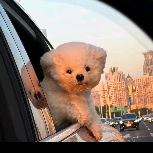 小王小王爱吃糖