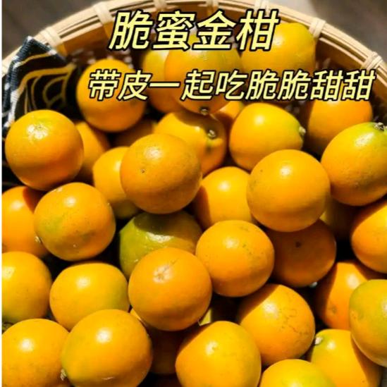 融安脆蜜金桔3代