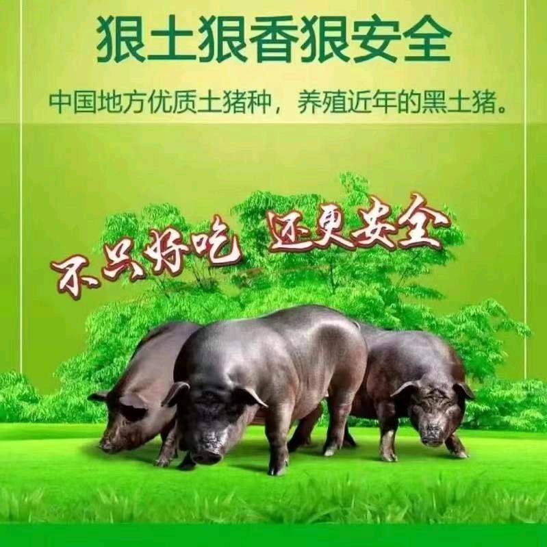 纯种土黑猪