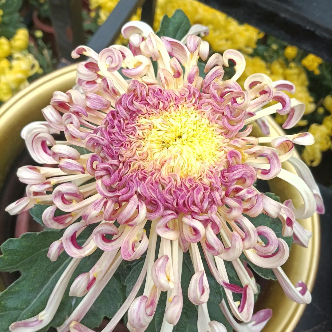 云H谁来拯救我的翅膀