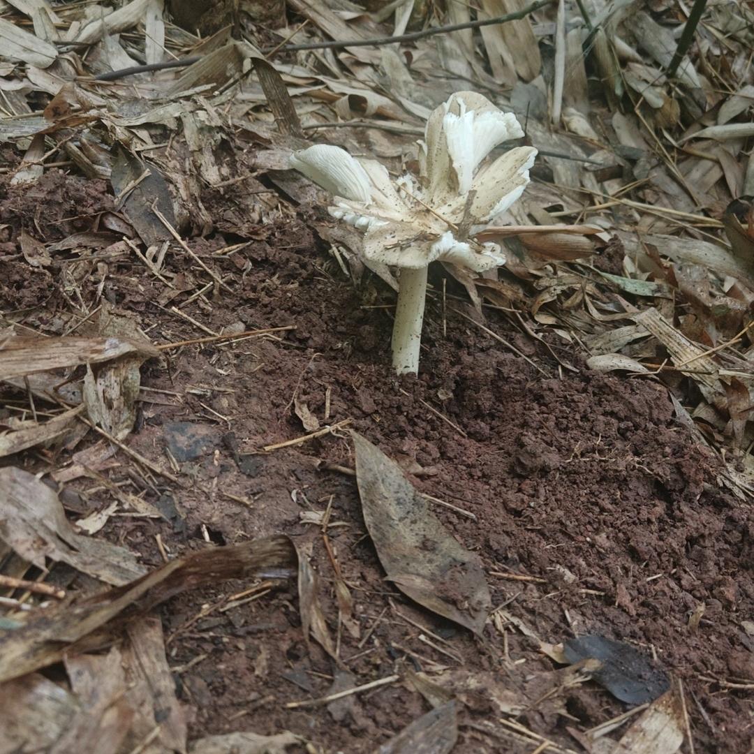 奔波儿霸与霸波儿奔