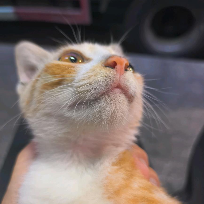 猫老师