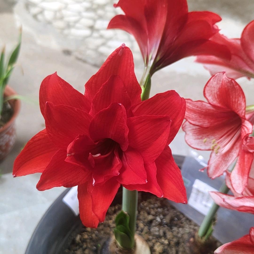 菠萝