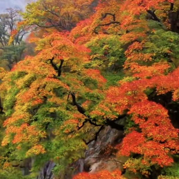 创意地毯PVC地胶