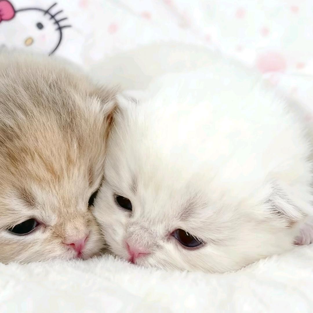 香气迷人又闪亮亮的我