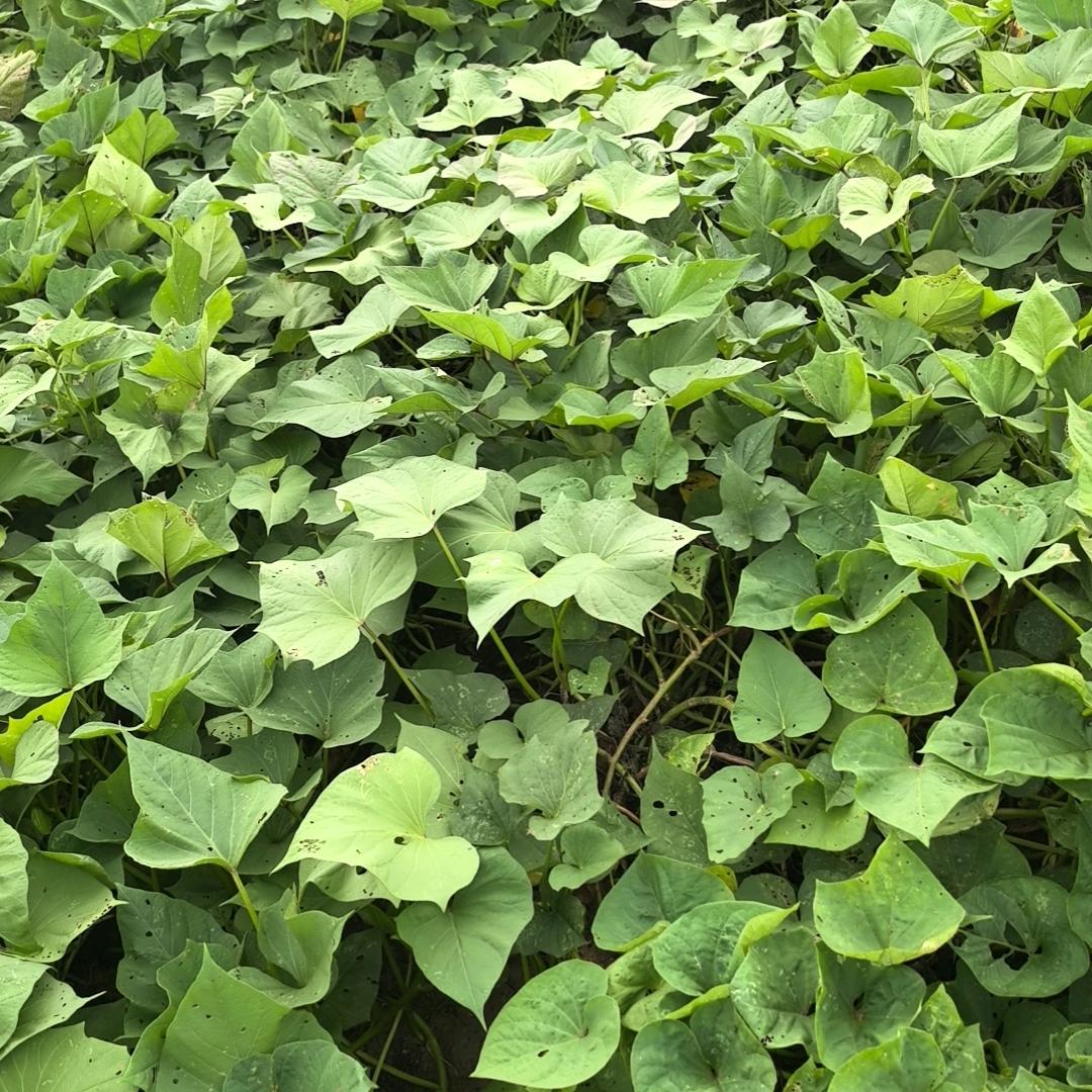 若无相欠，怎会相见