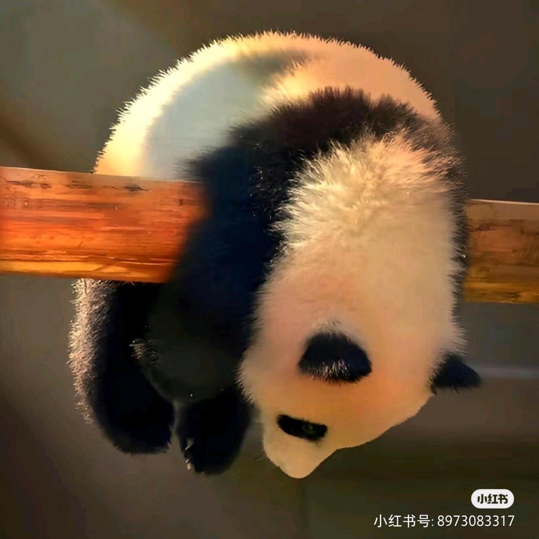 爱跳绳的小新