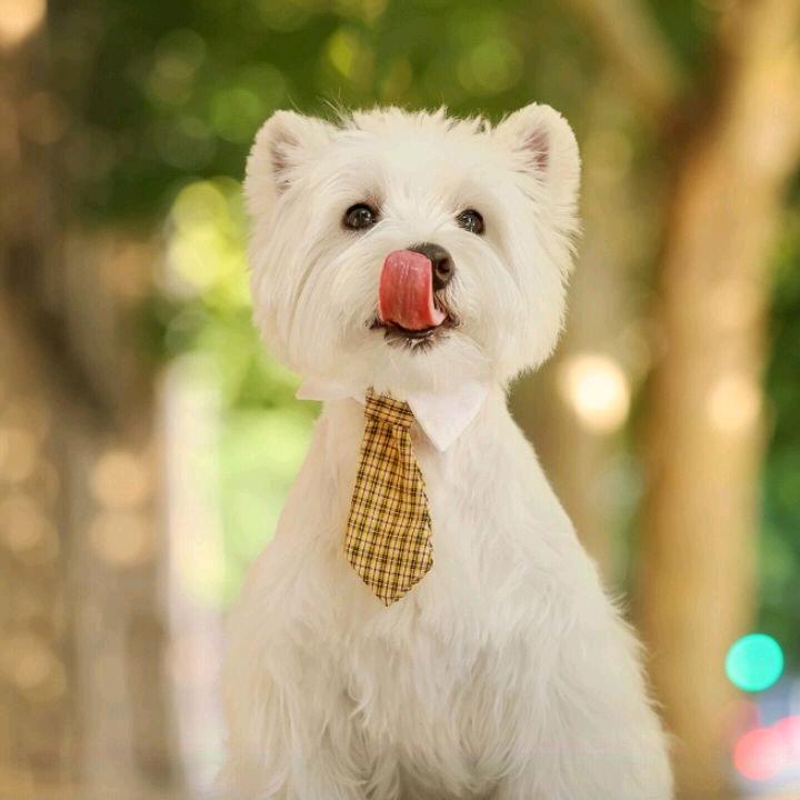 软趴趴的进来了