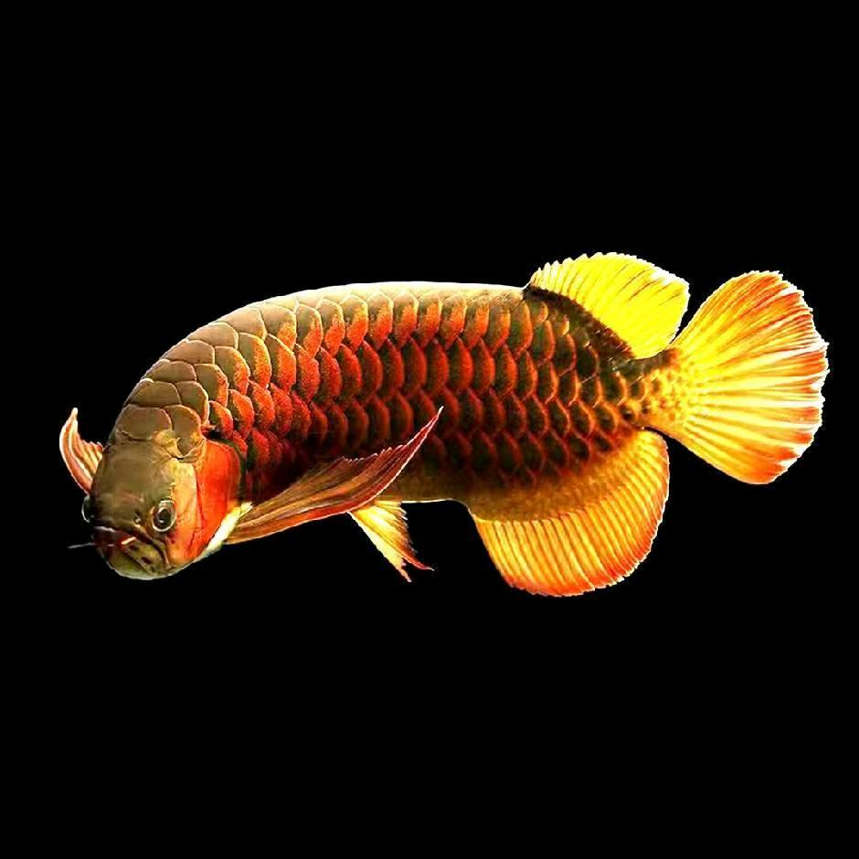 郑州9527水族（龙鱼仓储中转站）