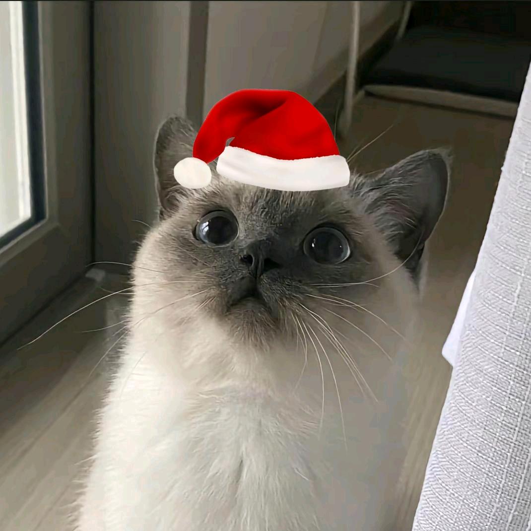 猫猫头