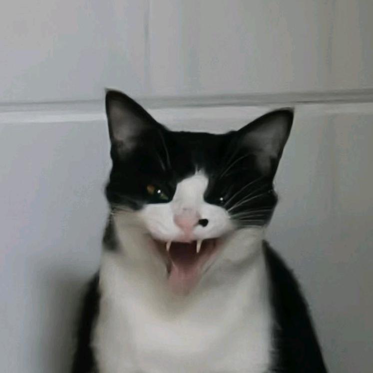 狗哥猫妹