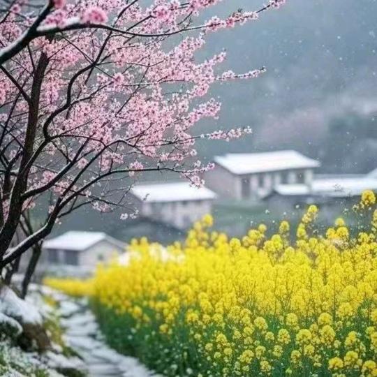 寄雪岑诗