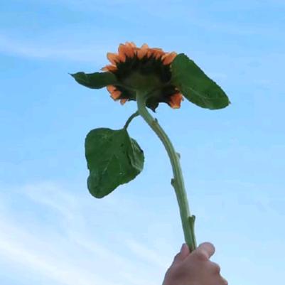 小蜜蜂
