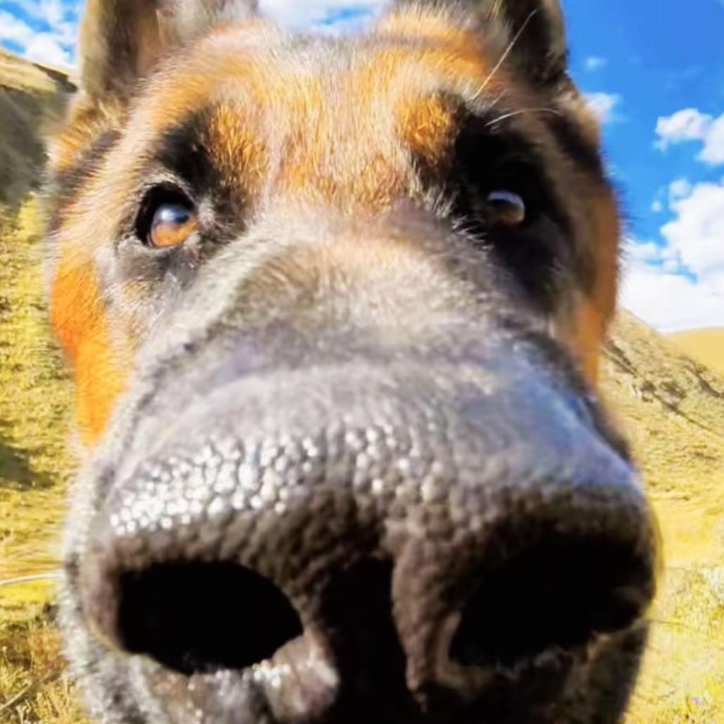 深夜巷口的土🐶