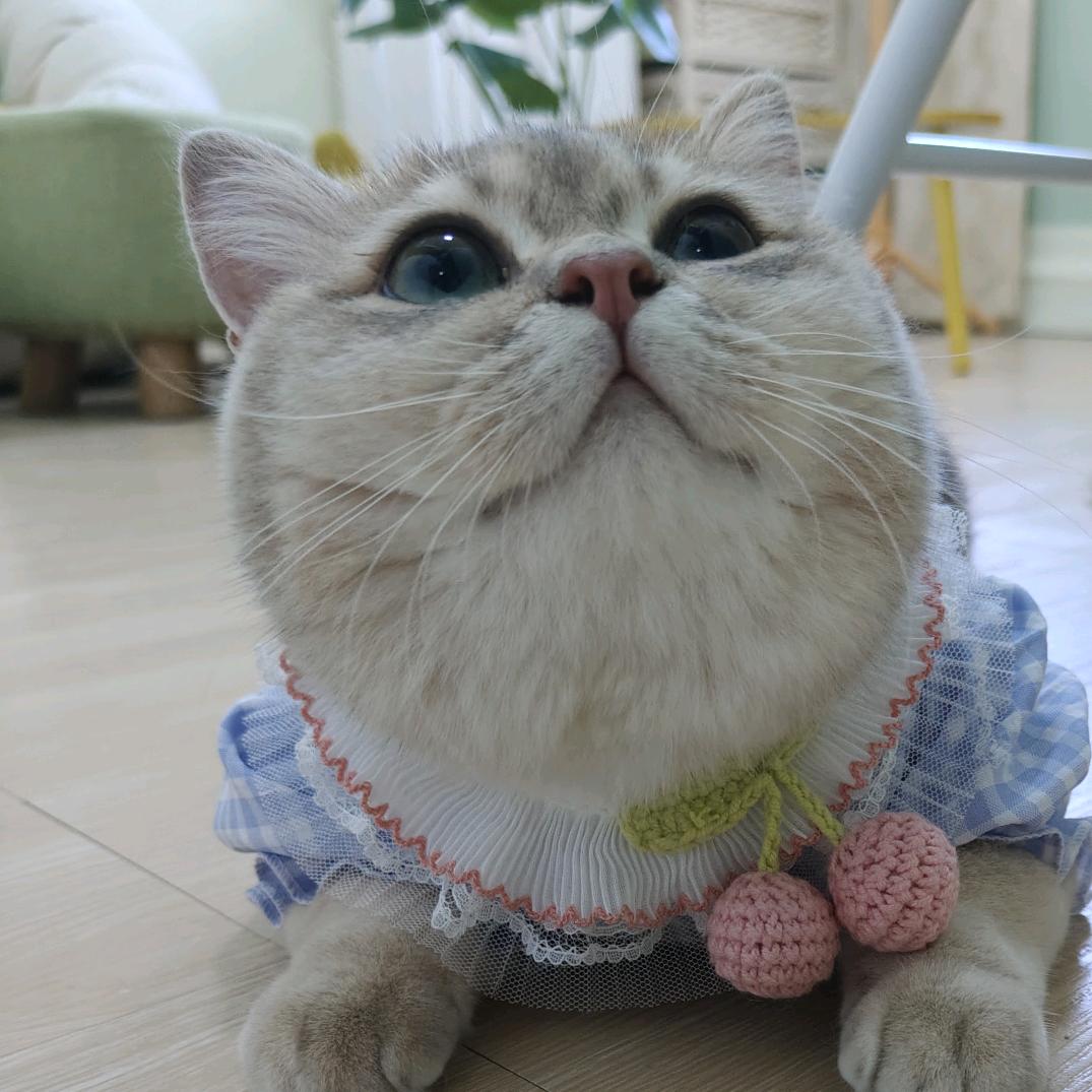 粽子公主吖