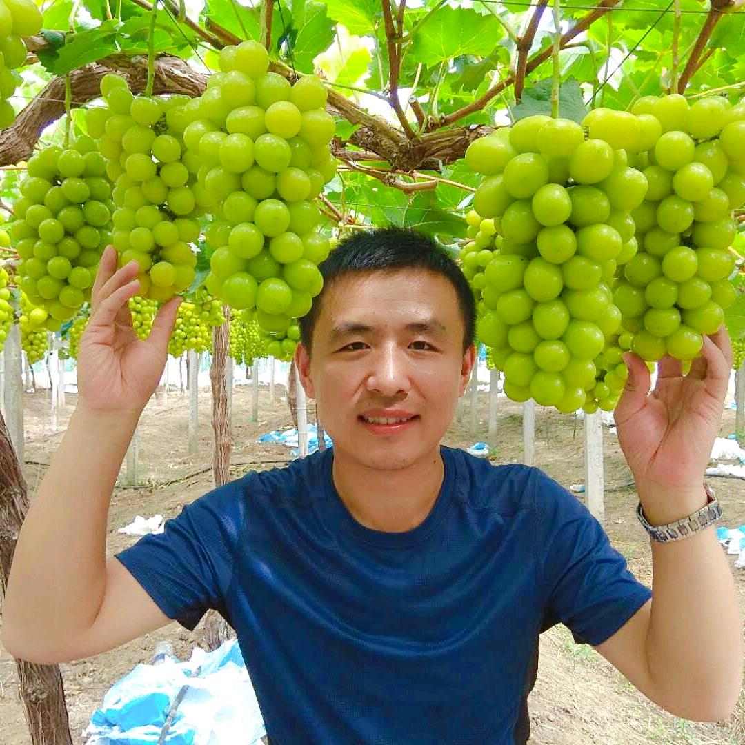 青丰健葡萄刘建强