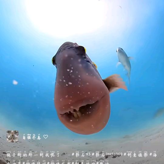 泓玉美镯