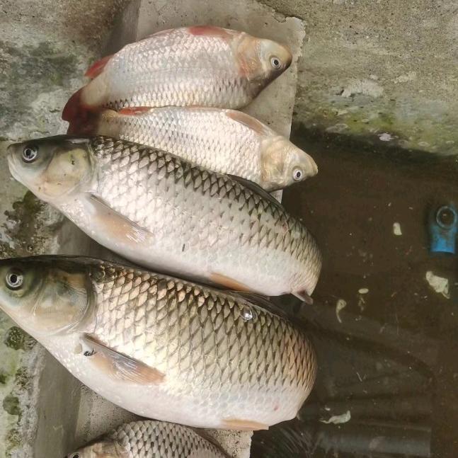 钟差不多68年7月的猴！钟