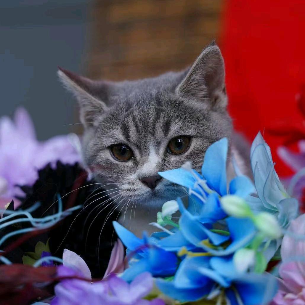 广仁寺体彩店有只🐱