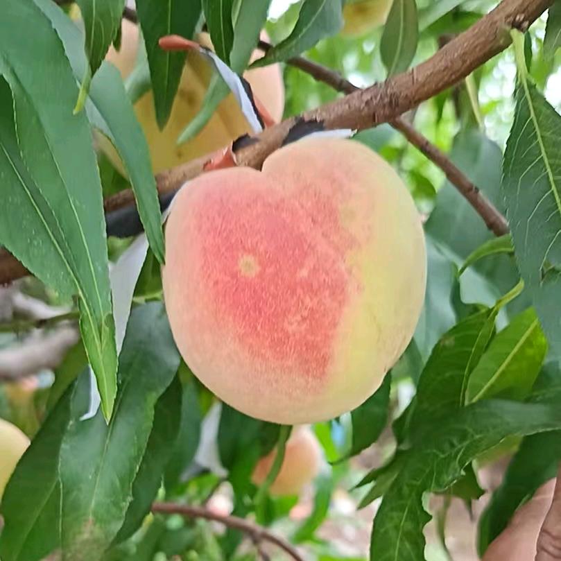 🍑成达家庭农场采摘园🌽