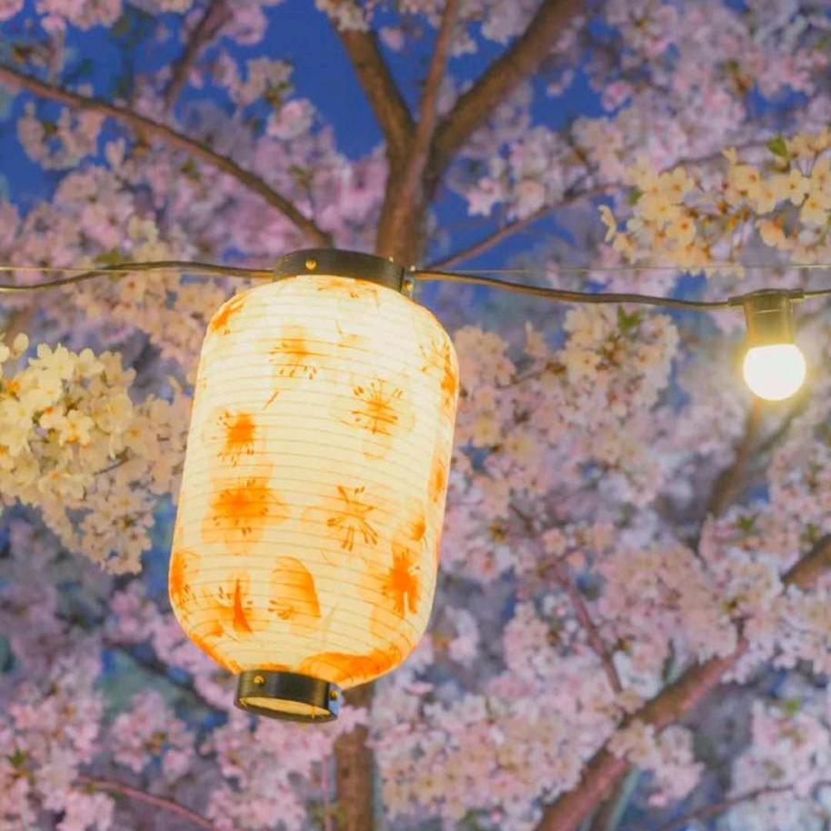 🍀幸运草、悄然萌芽