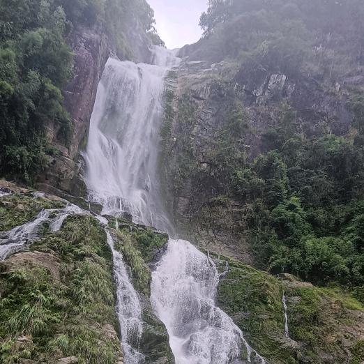 长期承接林业服务