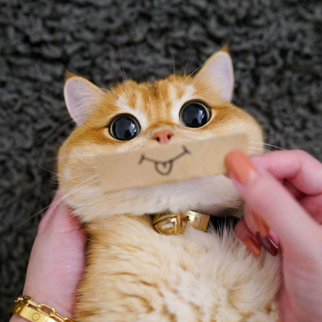 她的喵