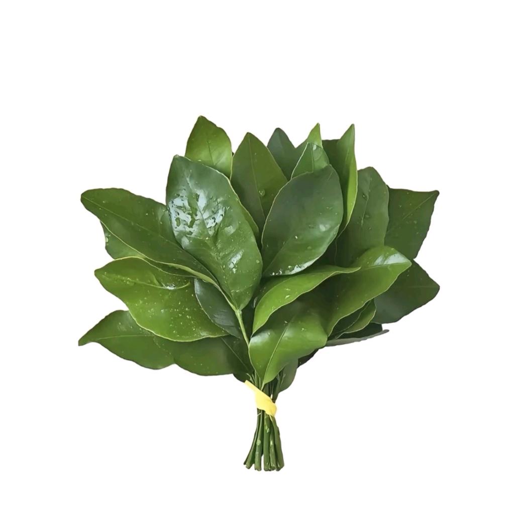 ꒰ঌ枝芸帕໒꒱