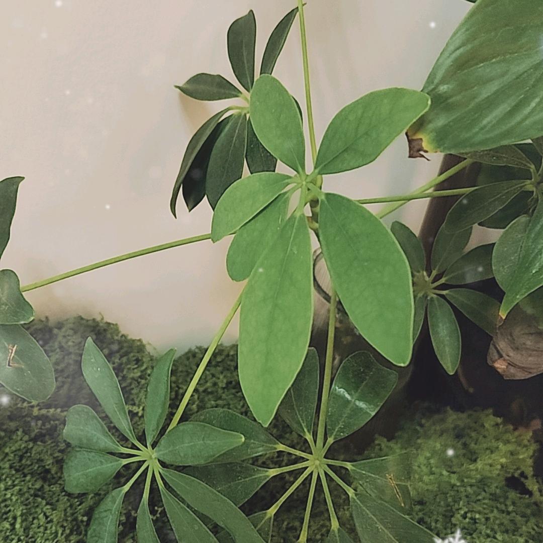 爱吃米饭的张