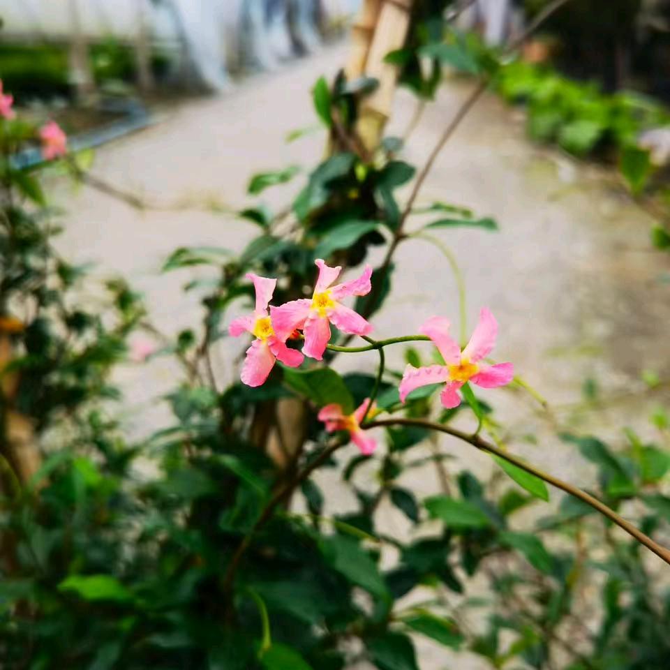 闽源园艺(花篱路店)