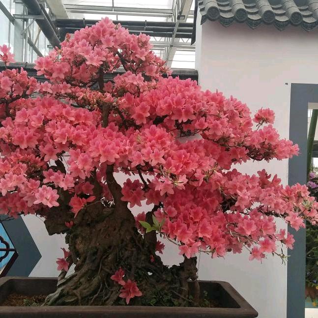 一生平安，黄桐