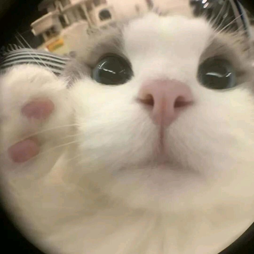 梦与春天头像