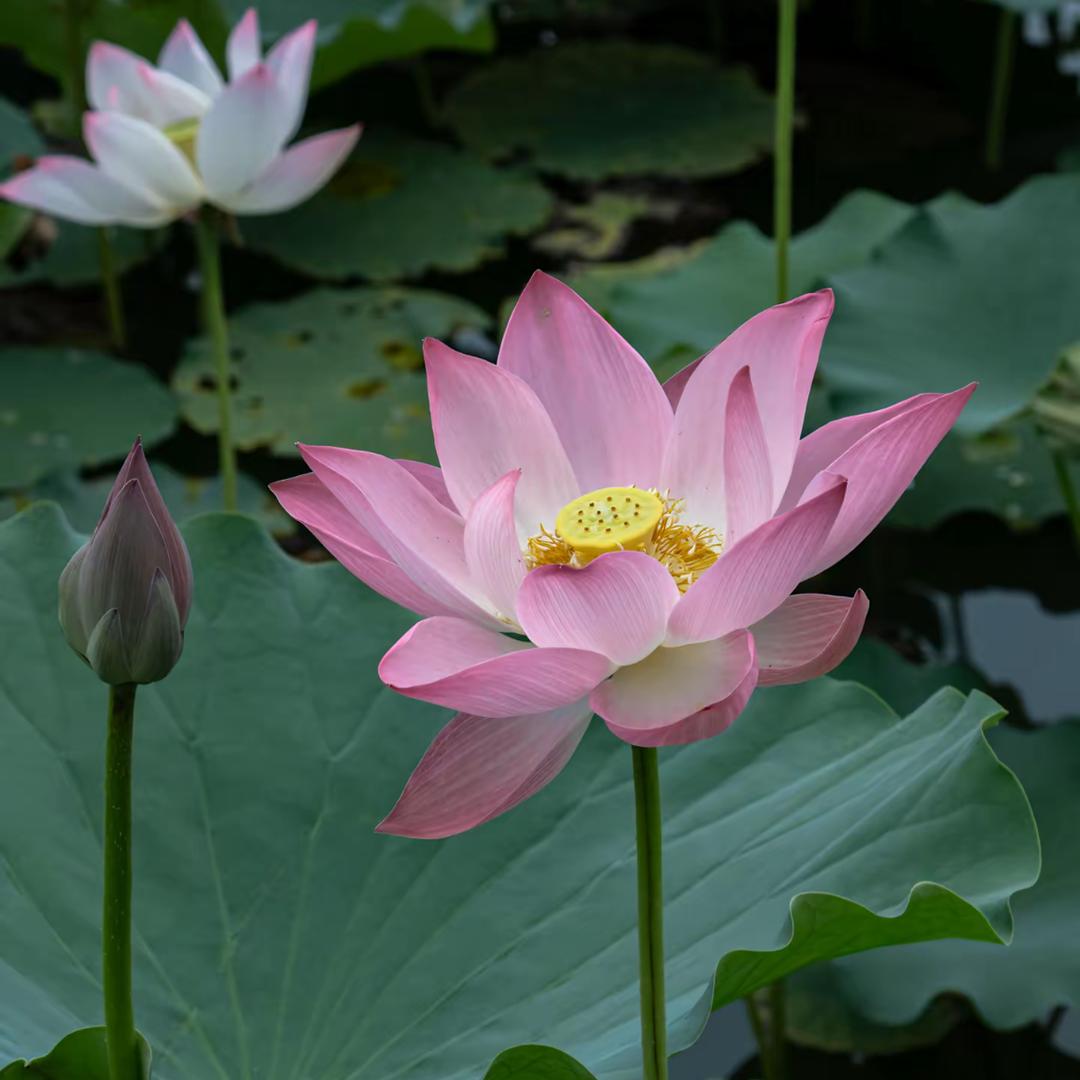 蒸小蒸