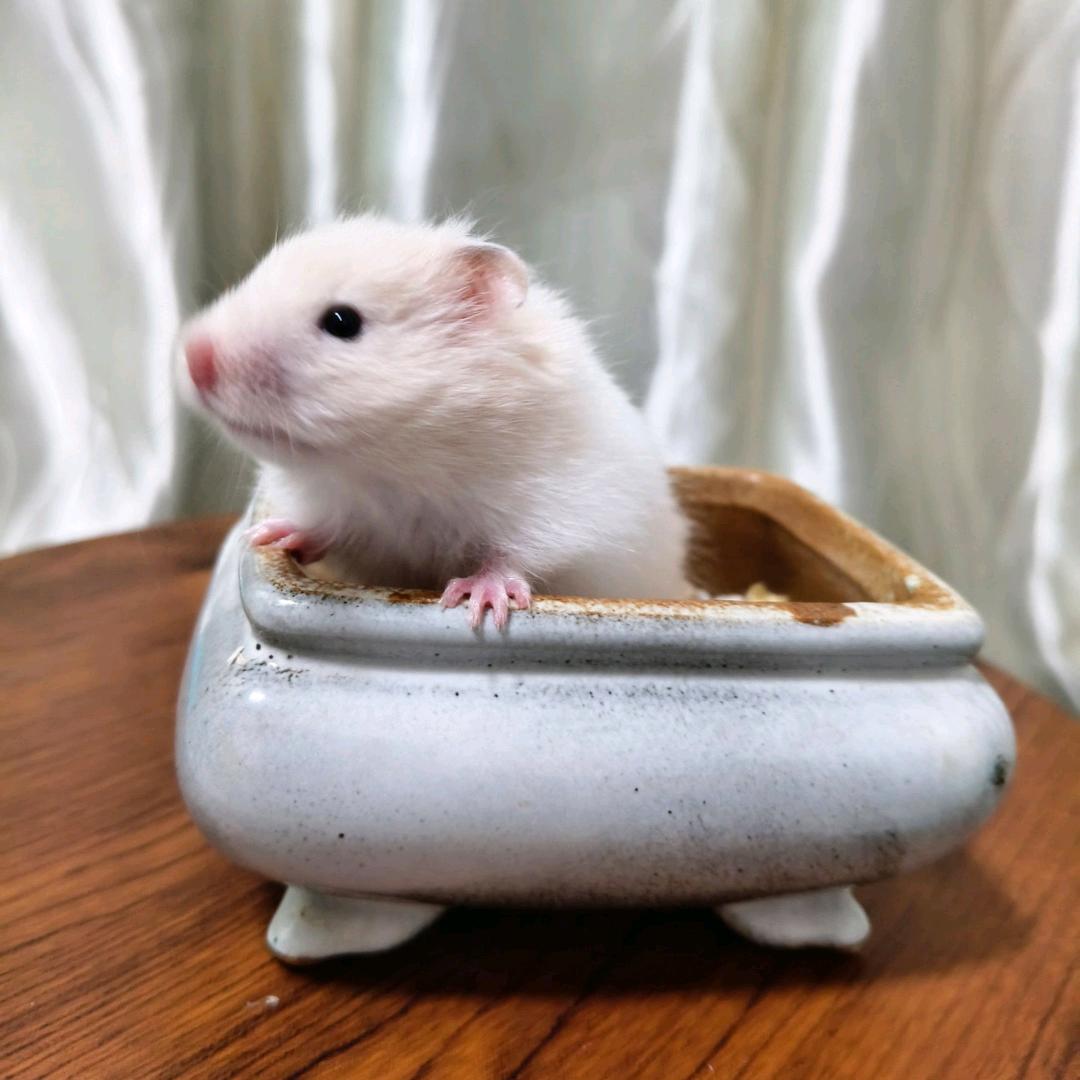 .̶♡只鼠于你