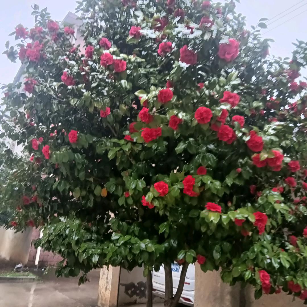 红红火火