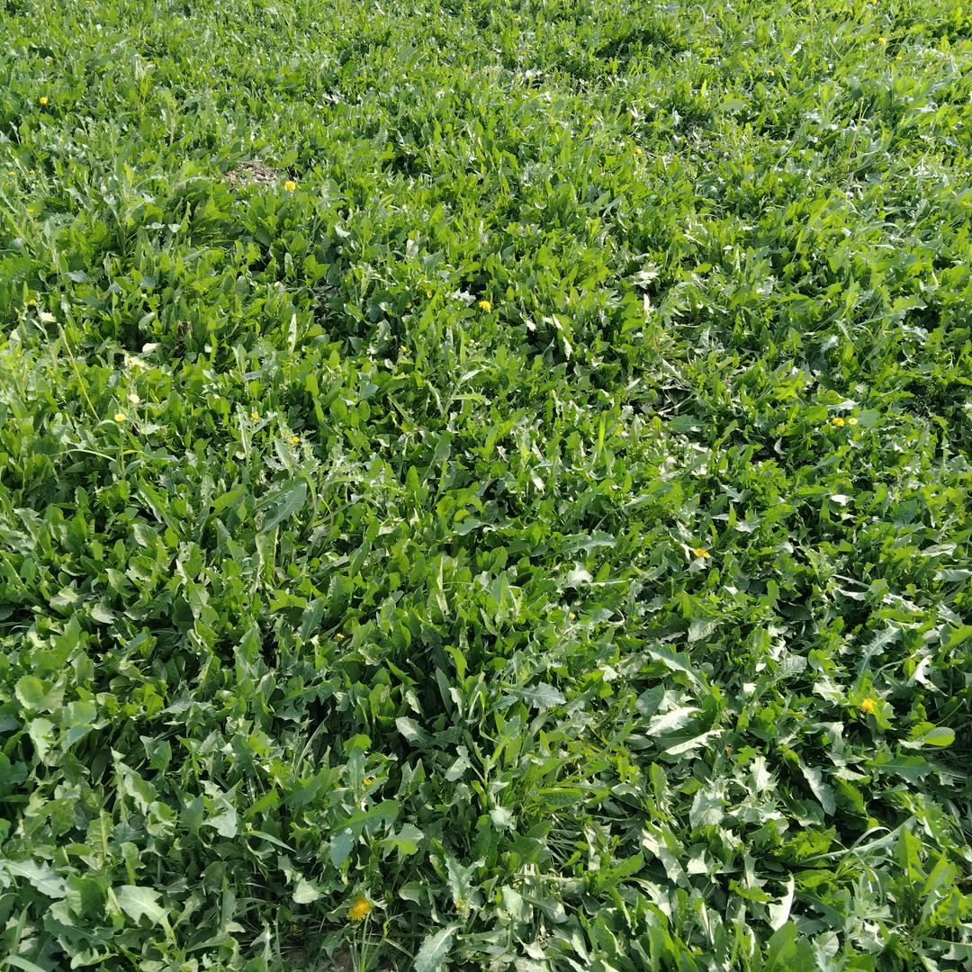 蒲公英种植加工于大智