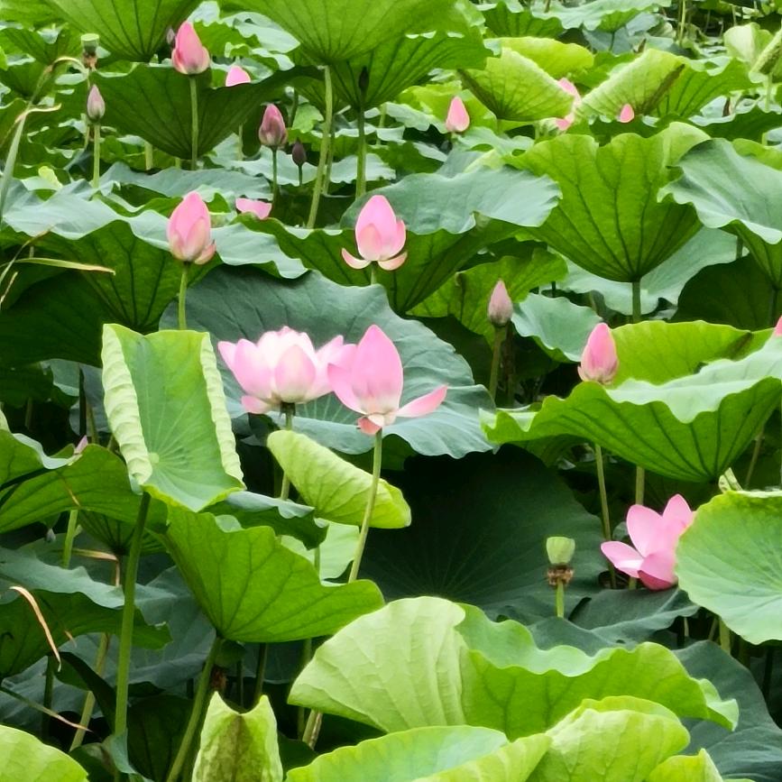 杀生鱼丸