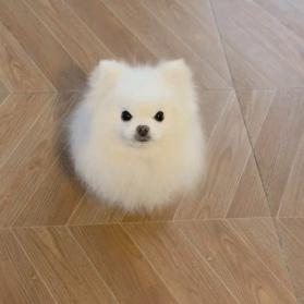小可爱