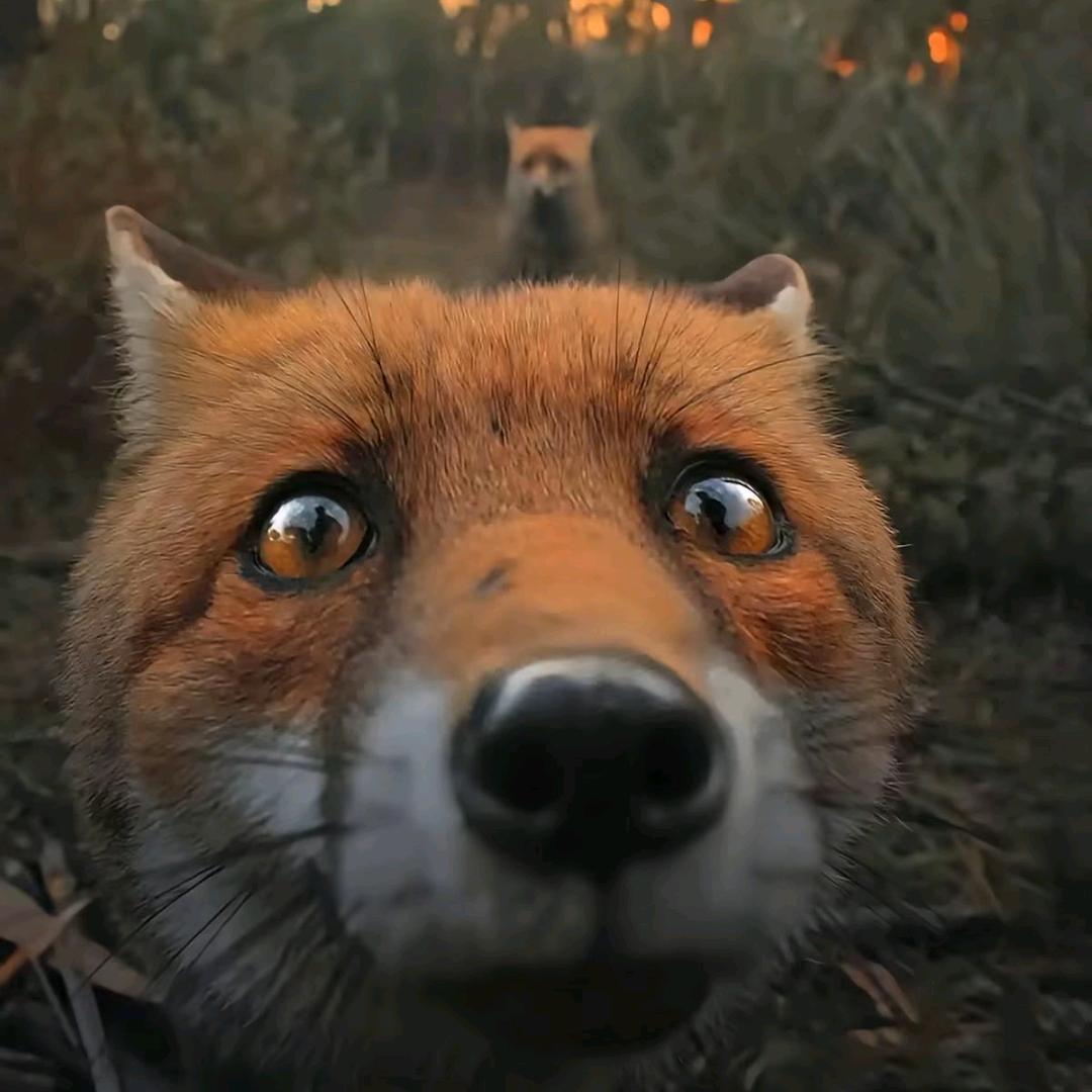 无尾熊