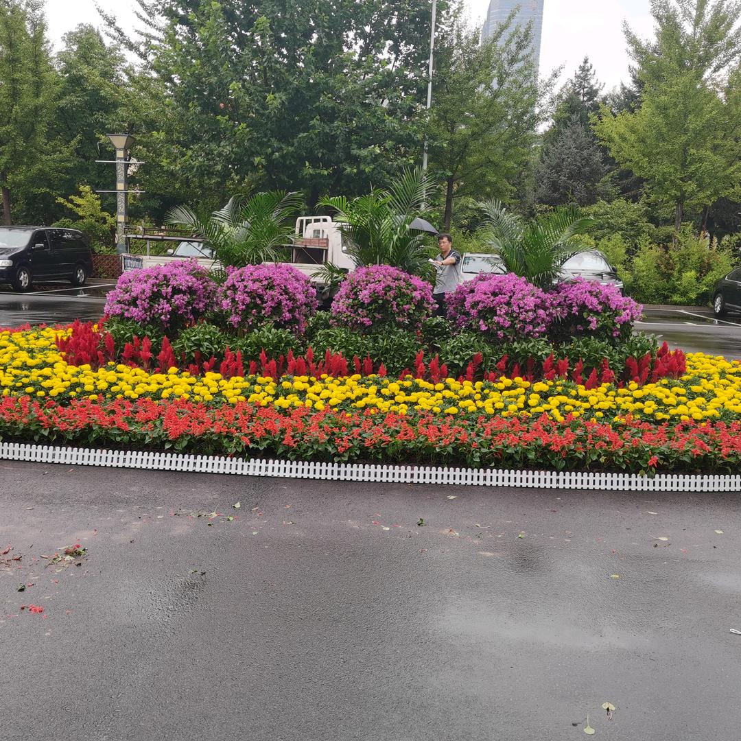 老五花卉福有花卉