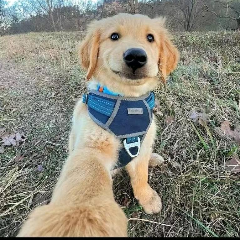 网恋被骗九块九