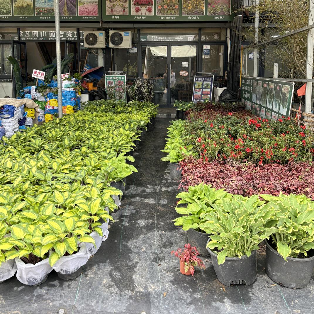 萧山金辉园艺场