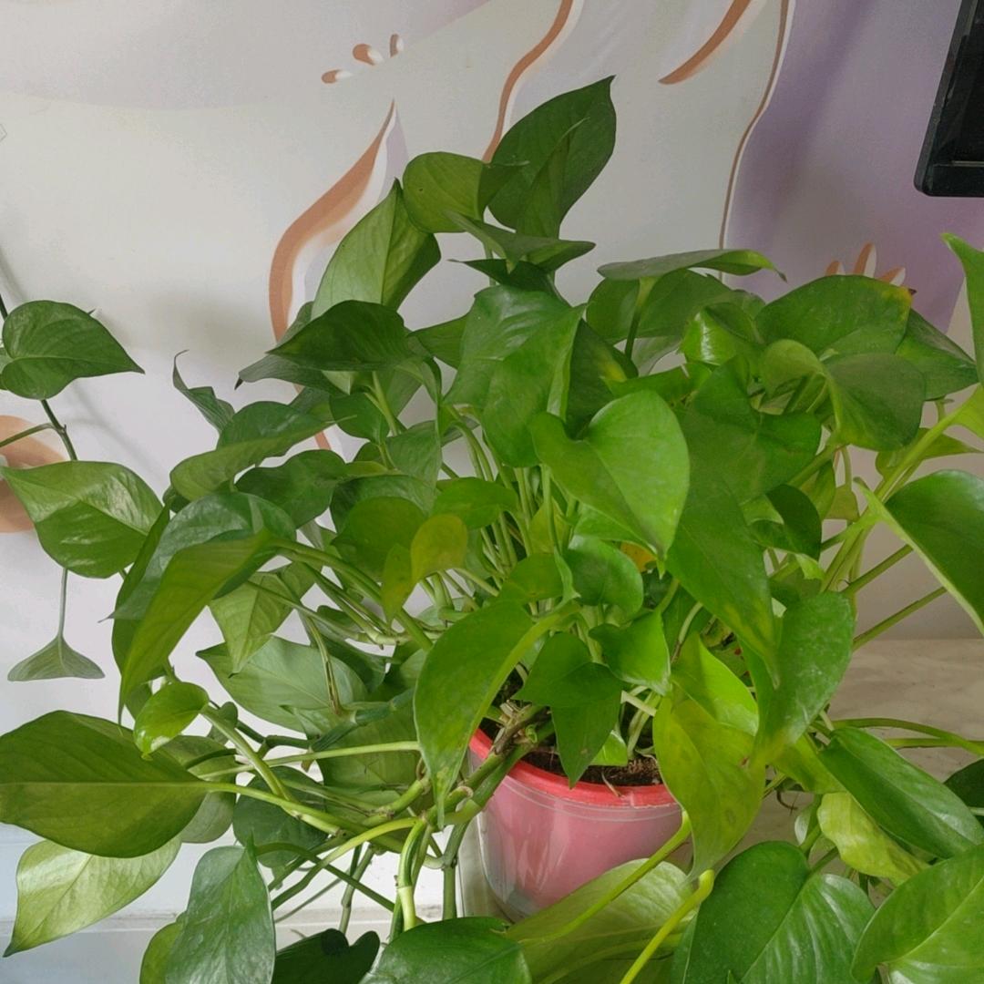 青竹暖回阳，青春贵在拼搏