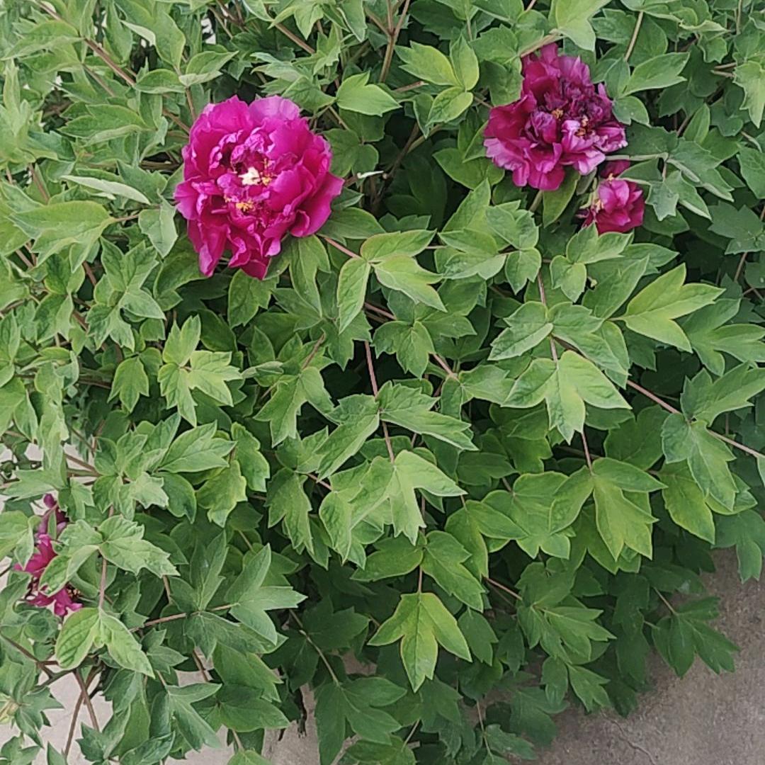 菜