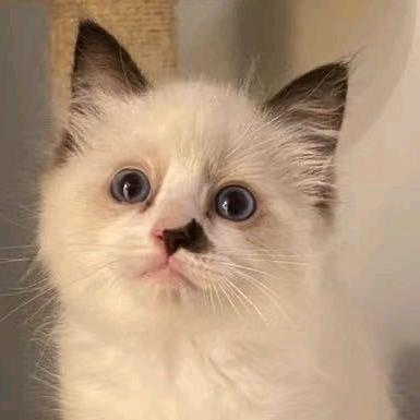 糖豆爱吃旺旺雪饼